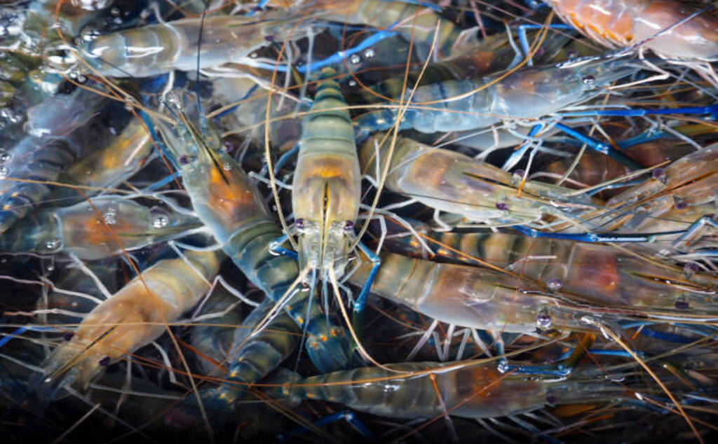 fresh alive river prawn in clear water, raw food ingredient