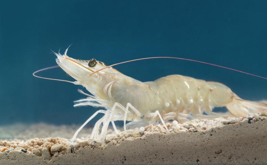 vannamei shrimp photo